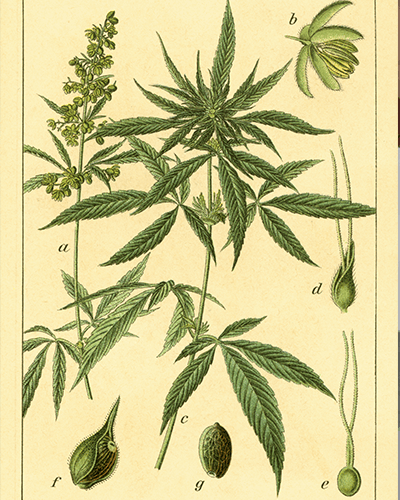Cultivo de cáñamo, fuente sostenible de CBD para productos medicinales.
