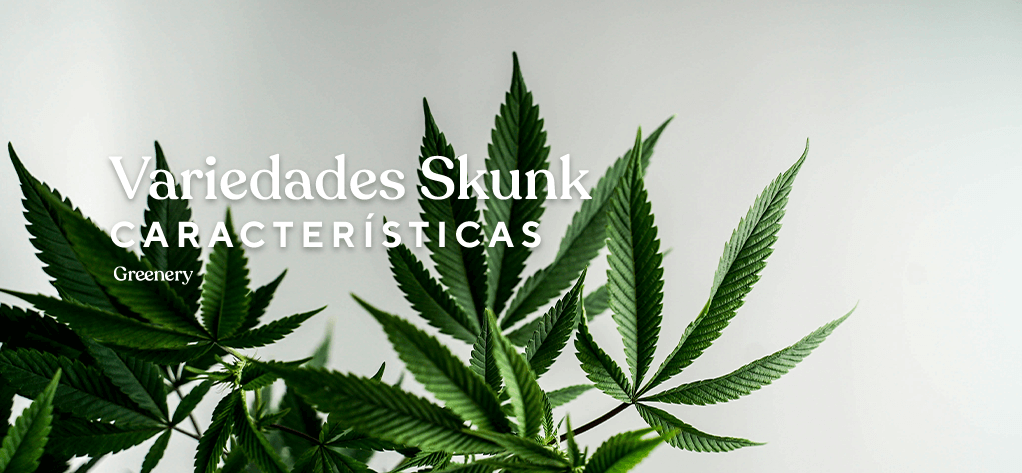 Comprar CBD Variedades Skunk Variedades Skunk CBD Conoce todas las características de las variedades Skunk. Cómo identificar las variedades Skunk y sus efectos