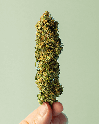 Portada Legalidad CBD Control Antidrogas. Productos de CBD sin THC seguros para controles antidrogas