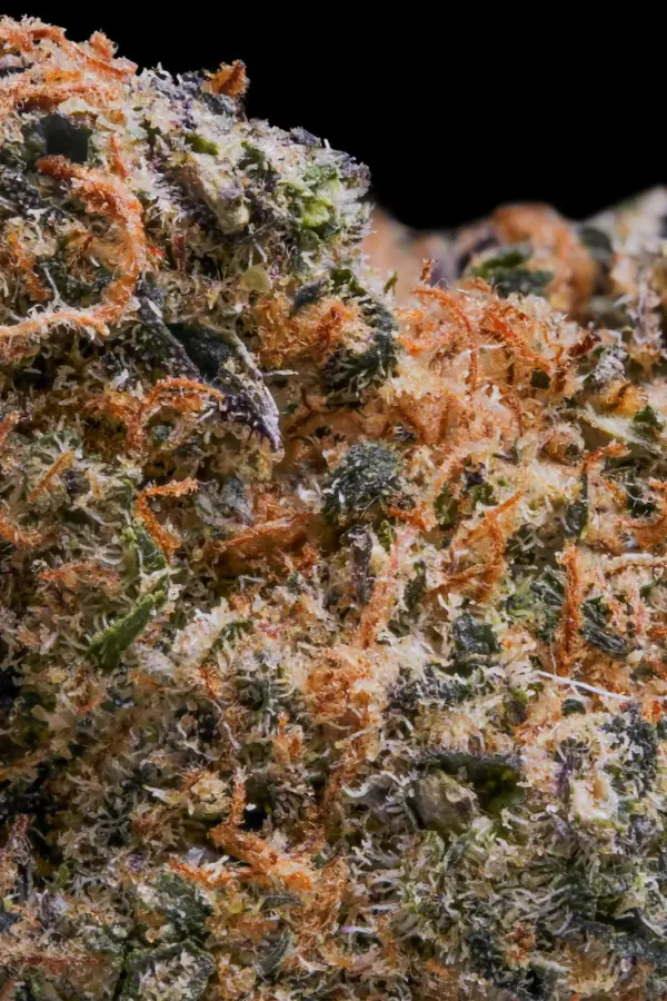 Flor de CBD Tropical Dream Ganadora de la Spannabis Champions Cup de 2023