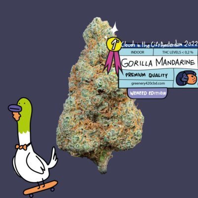 Fleurs de CBD Gorilla Mandarine 🥇 Amsterdam « Nuages dans la ville »