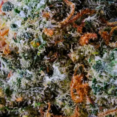 Fleur de CBD Gorilla Mandarine gagnante de la coupe d’Amsterdam « Clouds in the City » en 2022