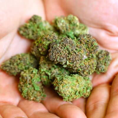 Découvrez Blue Dream Fleurs de CBD saisonnières Culture en serre