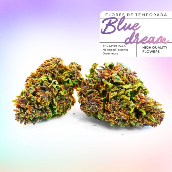 Bourgeons de CBD pas cher Blue Dream in Greenery 420. Des fleurs de CBD à 2 € le gramme avec une qualité incroyable
