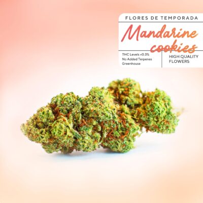 Bonbons au CBD bon marché Mandarine Cookies chez Greenery 420. Des fleurs de CBD à 2 € le gramme avec une qualité incroyable 