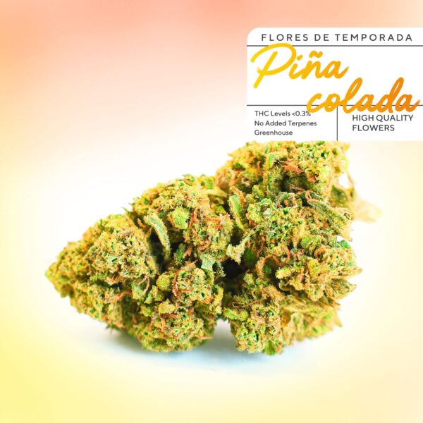 Bourgeons de CBD pas cher Piña Colada dans la verdure 420. Des fleurs de CBD à 2 € le gramme avec une qualité incroyable