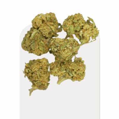 Popcorn de CBD Green Widow, souche cultivée en intérieur.