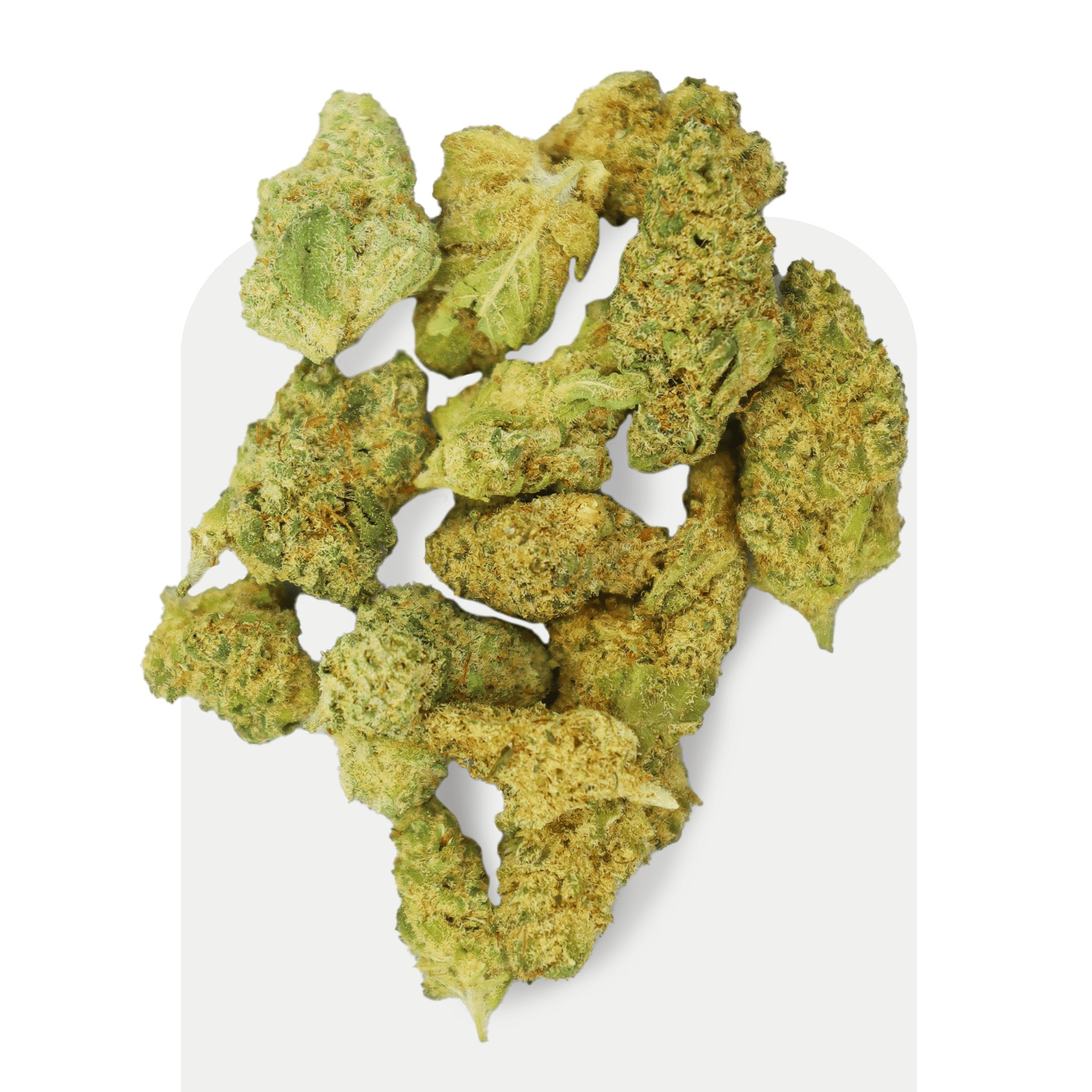 Popcorn par CBD Jet Fuel Indoor, souche cultivée à l’intérieur.