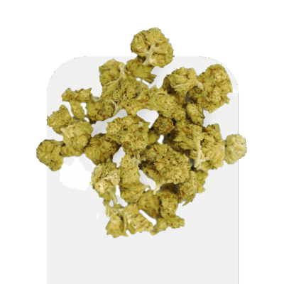Super Lemon CBD Popcorn, variété cultivée à l’intérieur.