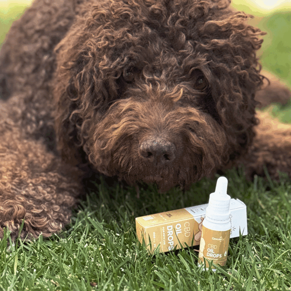 Chien à poil bouclé allongé sur l’herbe à côté d’un pot et d’une boîte d’huile de CBD topique Greenery 420 Pet