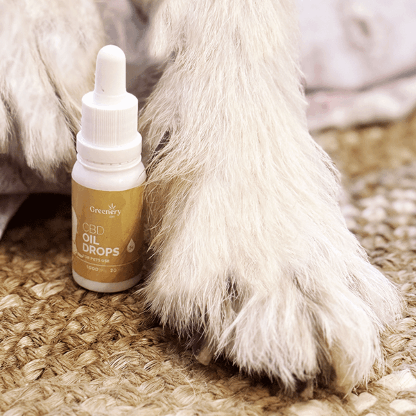 Greenery 420 Pet Bouteille d’huile de cbd à côté d’une patte de chien sur un tapis en fibres naturelles